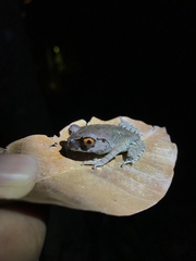 Leptobrachium hendricksoni