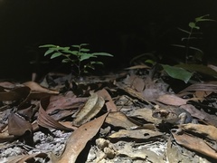 Leptobrachium hendricksoni