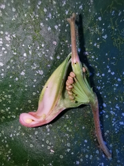 Euphorbia peritropoides