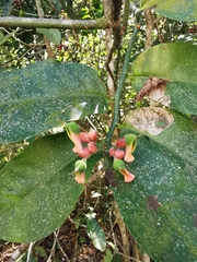 Euphorbia peritropoides