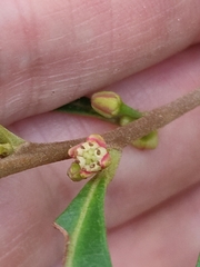 Samadera bidwillii