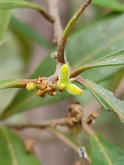 Samadera bidwillii