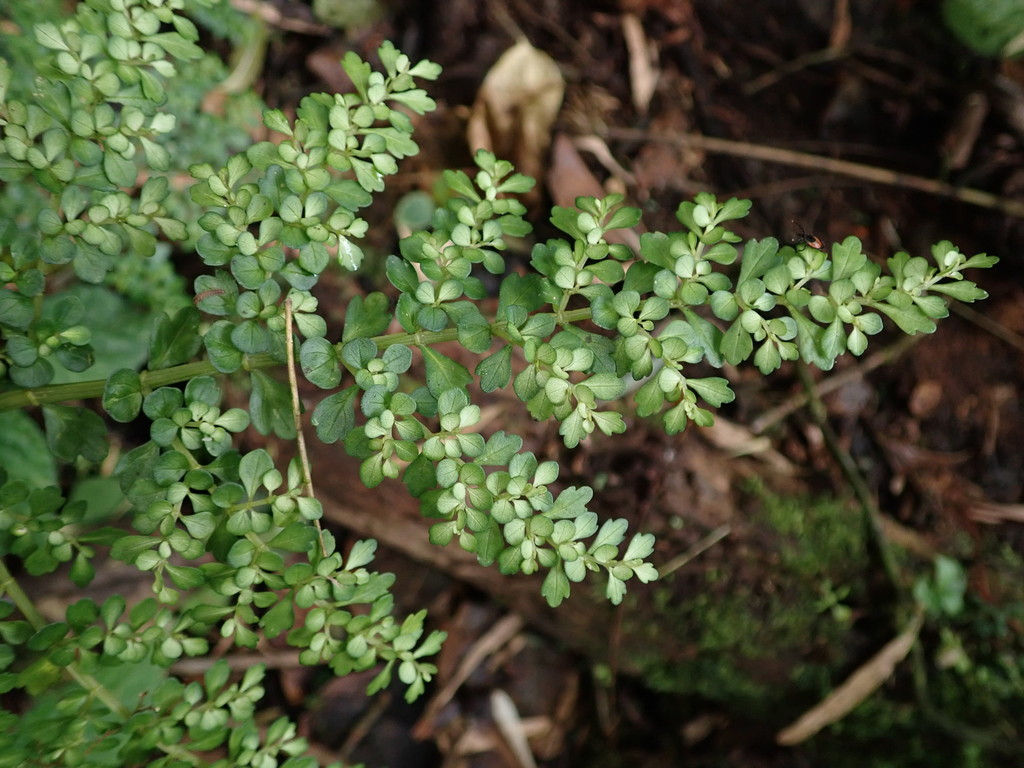 Pilea myriophylla
