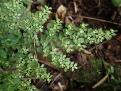 Pilea myriophylla