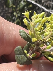 Rhamnus pilosa