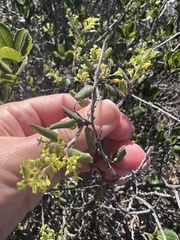 Rhamnus pilosa