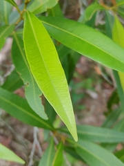 Samadera bidwillii