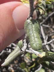 Rhamnus pilosa