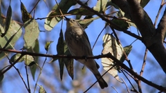 Setophaga coronata