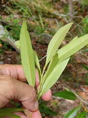 Samadera bidwillii