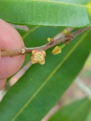 Samadera bidwillii