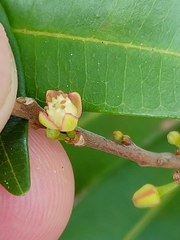 Samadera bidwillii