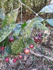 Faramea occidentalis