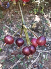 Faramea occidentalis