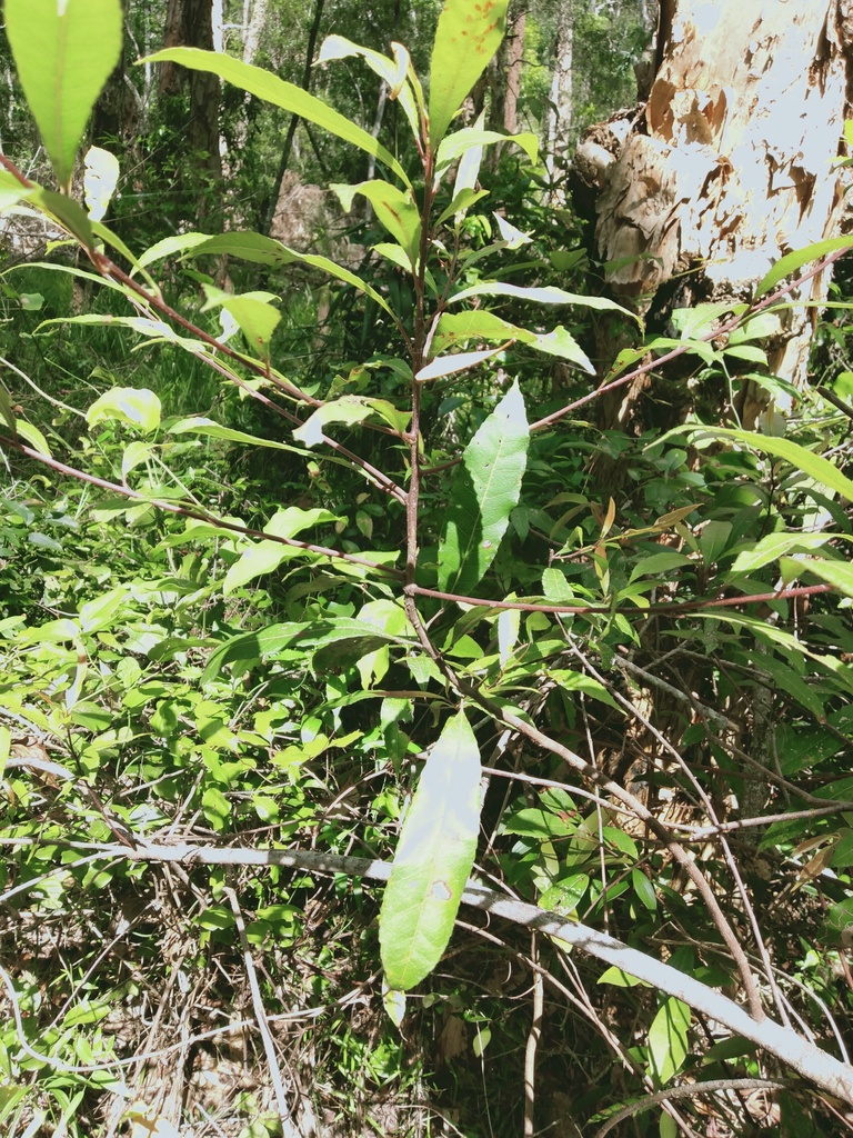 Blueberry ash from Ashby NSW 2463, Australia on February 19, 2022 at 11 ...