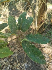 Sideroxylon tepicense