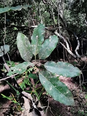 Sideroxylon tepicense