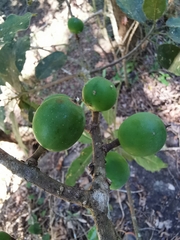 Sideroxylon tepicense