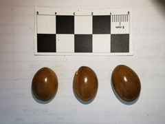 Sideroxylon tepicense