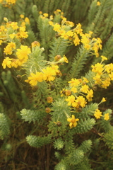 Euryops tysonii