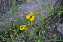 Viola × wittrockiana