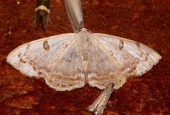 Argyrotome prospectata