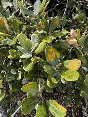 Notholithocarpus densiflorus echinoides