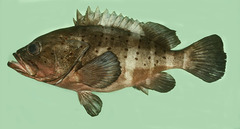 Banded Grouper photo 3