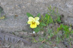 Viola × wittrockiana
