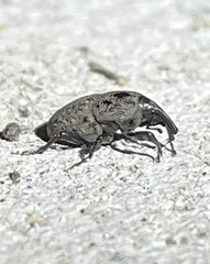 Sphenophorus inaequalis image