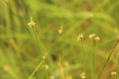 Isolepis costata