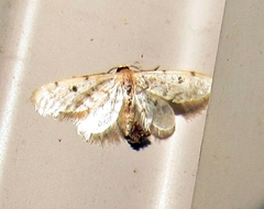 Idaea bonifata