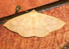 Cirsodes acuminata