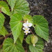 Begonia wallichiana - Photo (c) sunnetchan, some rights reserved (CC BY-NC-SA), uploaded by sunnetchan