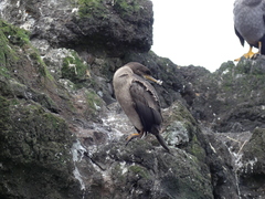 Phalacrocorax featherstoni