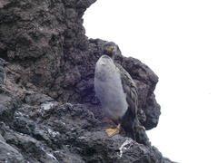 Phalacrocorax featherstoni