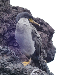 Phalacrocorax featherstoni
