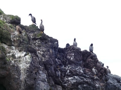 Phalacrocorax featherstoni