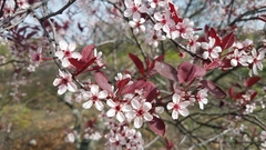 Prunus cistena