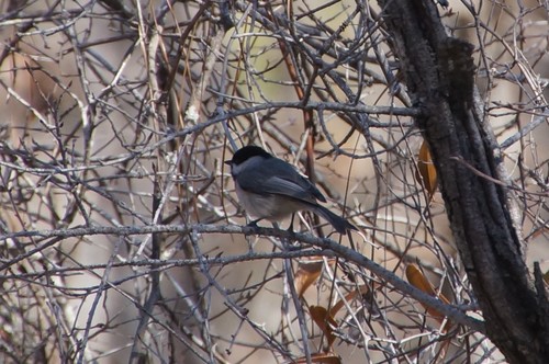 Poecile carolinensis image