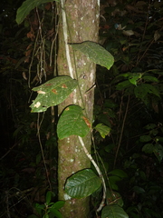 Passiflora kapiriensis