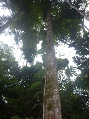 Passiflora kapiriensis