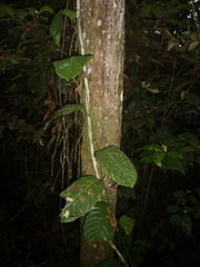 Passiflora kapiriensis