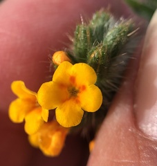 Amsinckia lycopsoides