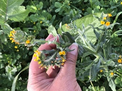 Amsinckia lycopsoides