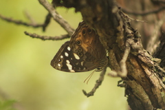 Paralethe dendrophilus