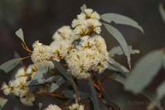 Eucalyptus socialis