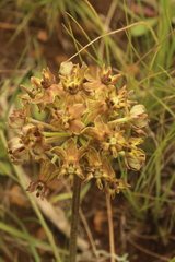Asclepias macropus
