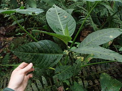 Solanum anceps