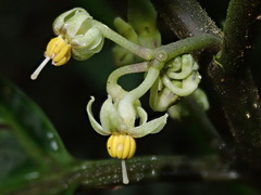 Solanum anceps